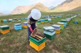 وام زنبورداری چیست؟